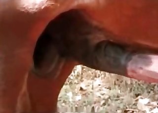 Tanned crank faps a mare wood